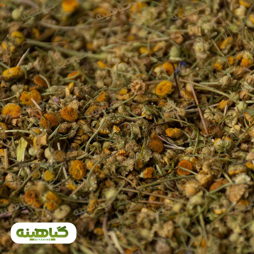 خریدبابونه گل افغانستان