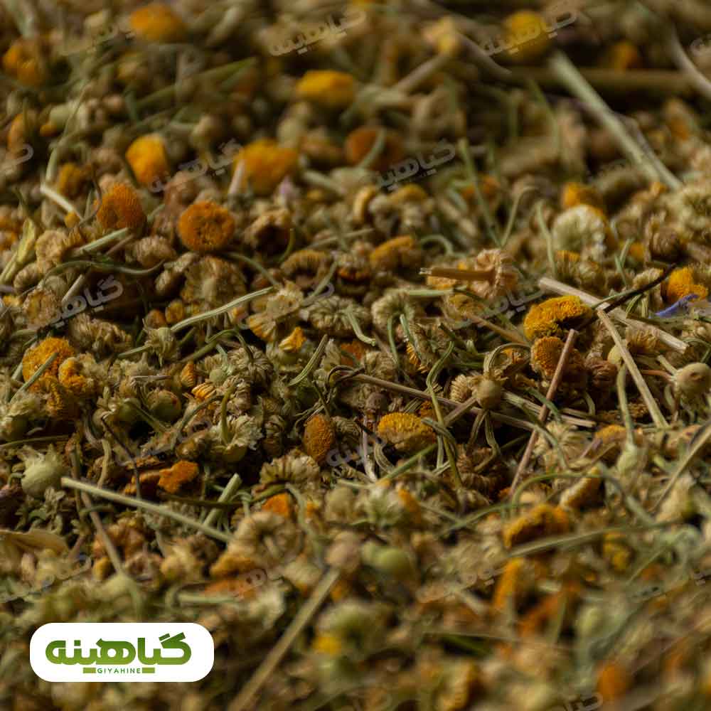 خریدبابونه گل افغانستان