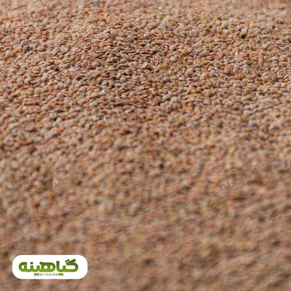 خرید قدومه شیرازی (قدامه)