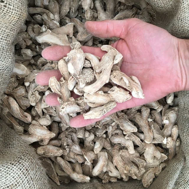 خرید زنجبیل قلم هندی مخصوص آسیاب