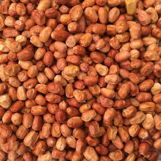 خرید سنجد درشت