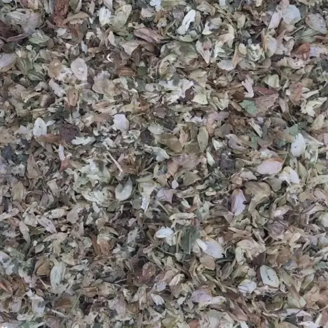 خرید گیاه رازک