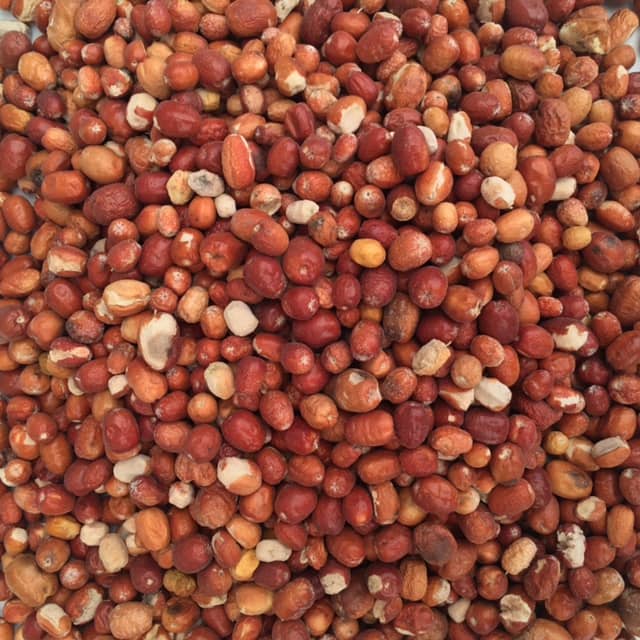 خرید سنجد ریز