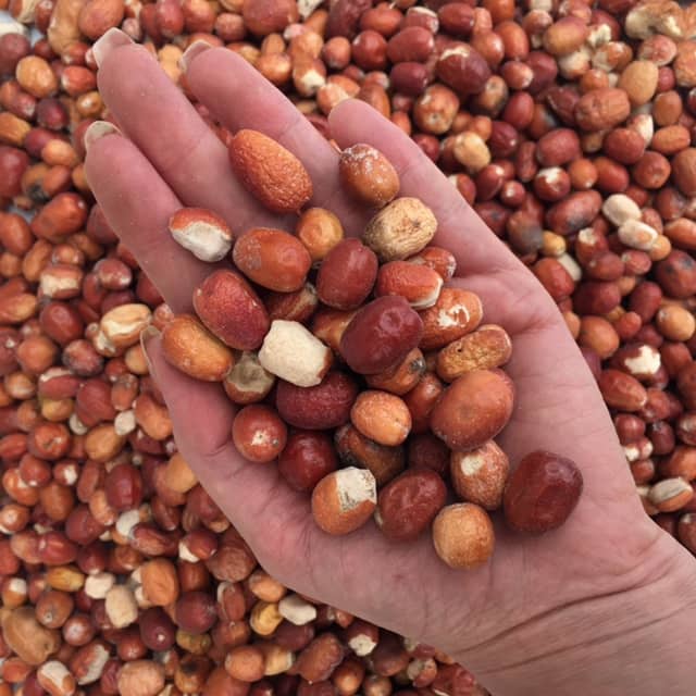 خرید سنجد ریز