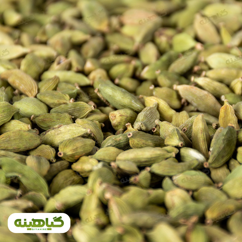 خرید هل سبز MLG