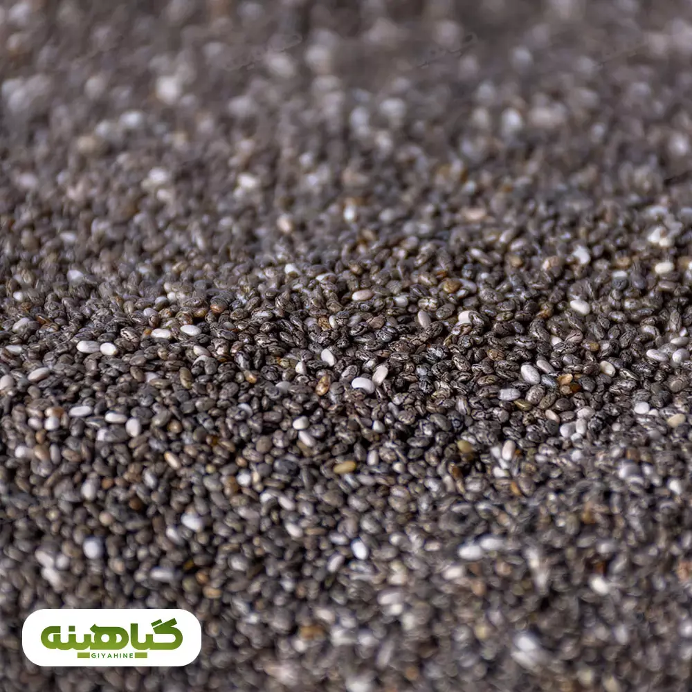 خرید و قیمت دانه چیا آرژانتین