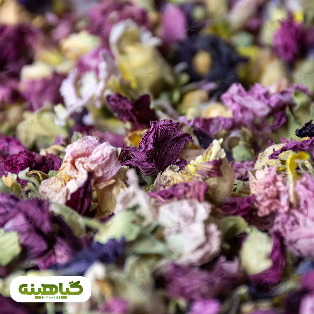 خرید گل ختمی بفش