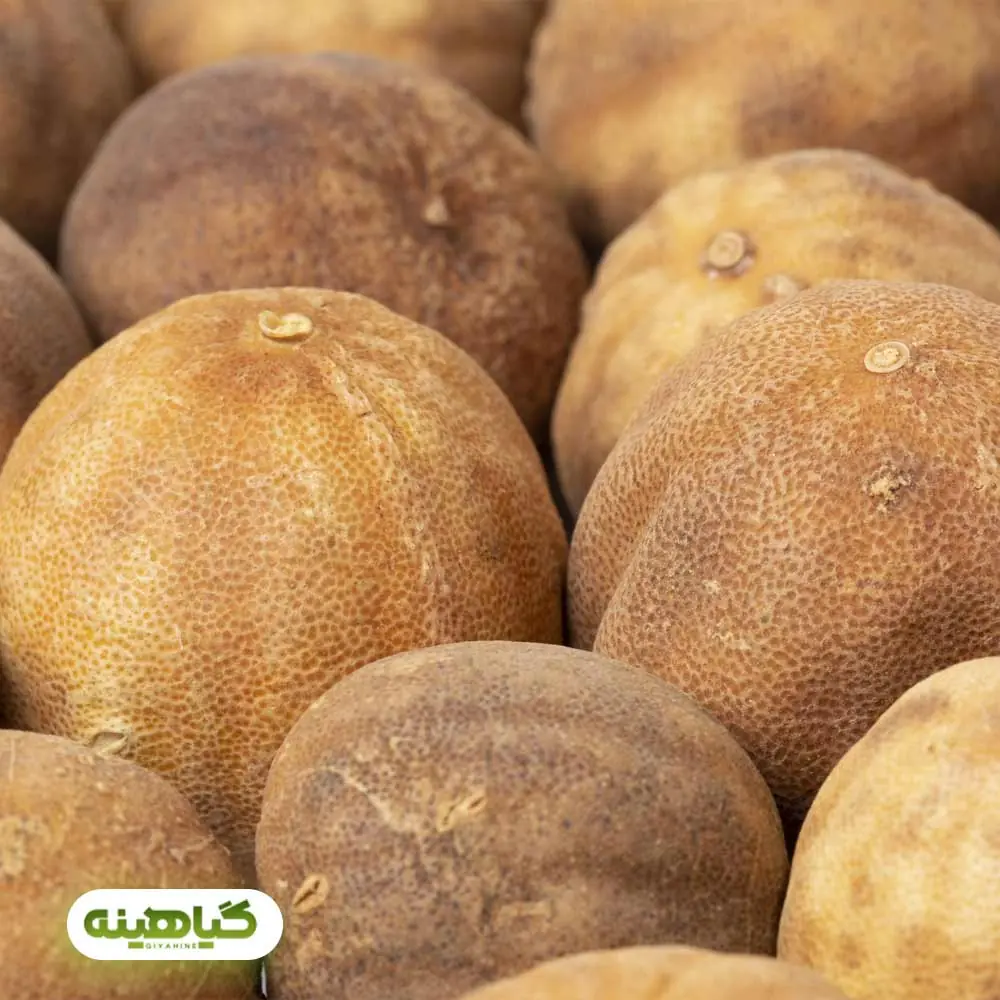 خرید لیمو عمانی زرد درشت