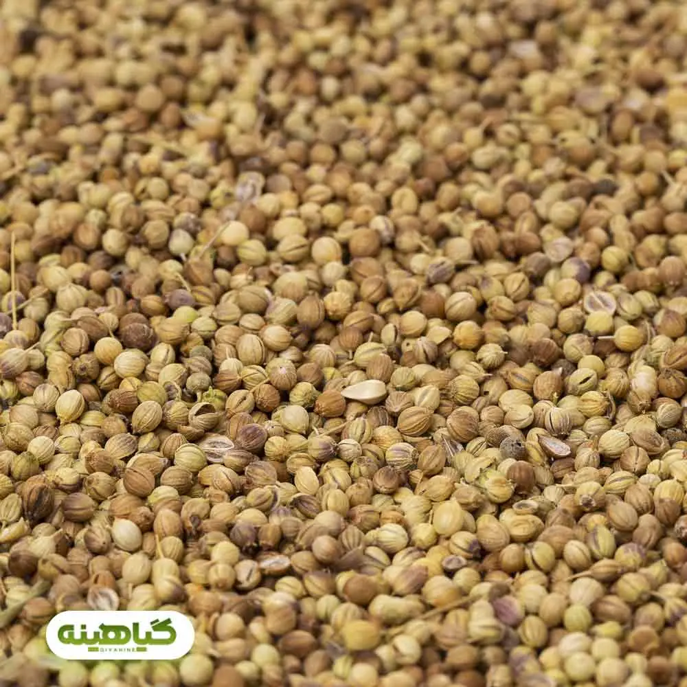 خرید تخم گشنیز