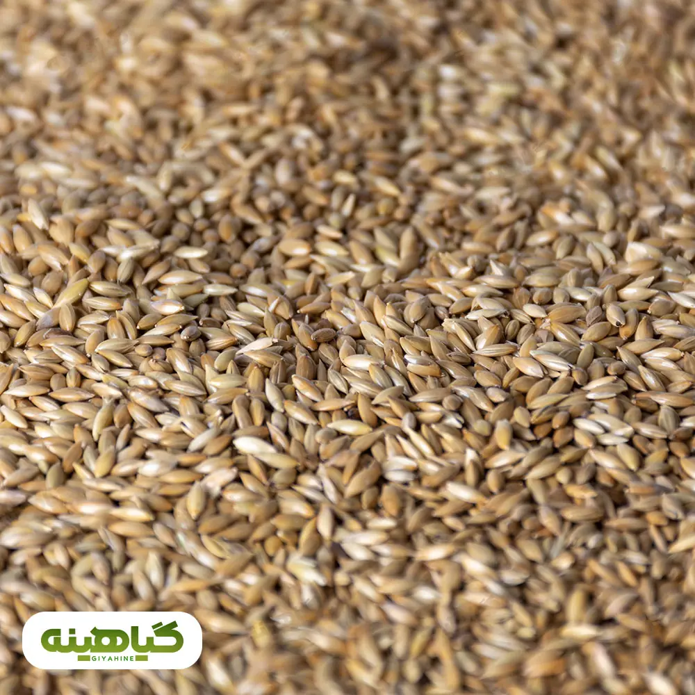 خرید و قیمت عمده تخم کتان سفید