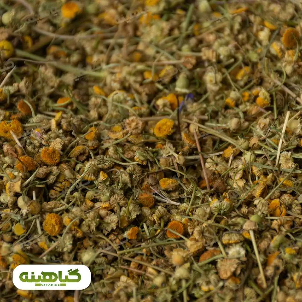 خریدبابونه گل افغانستان