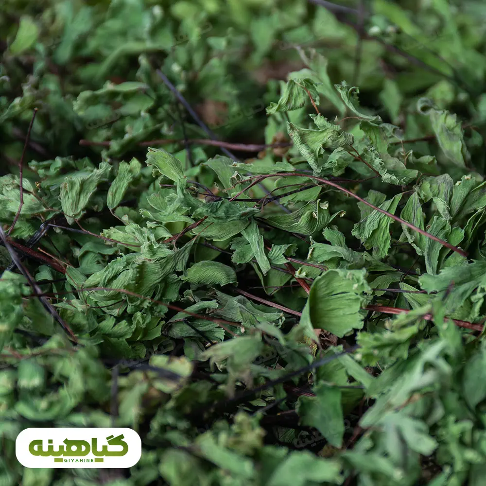 خرید پرسیاوشان خشک