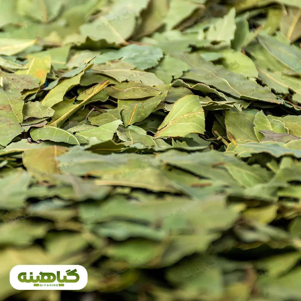 خرید برگ بو بدون چوب