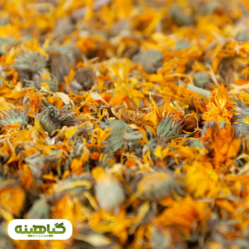 خرید گل همیشه بهار
