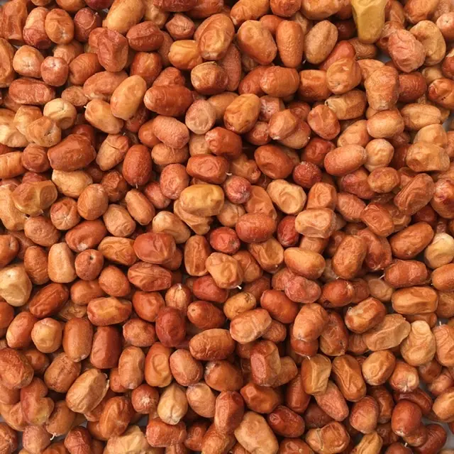 خرید سنجد درشت