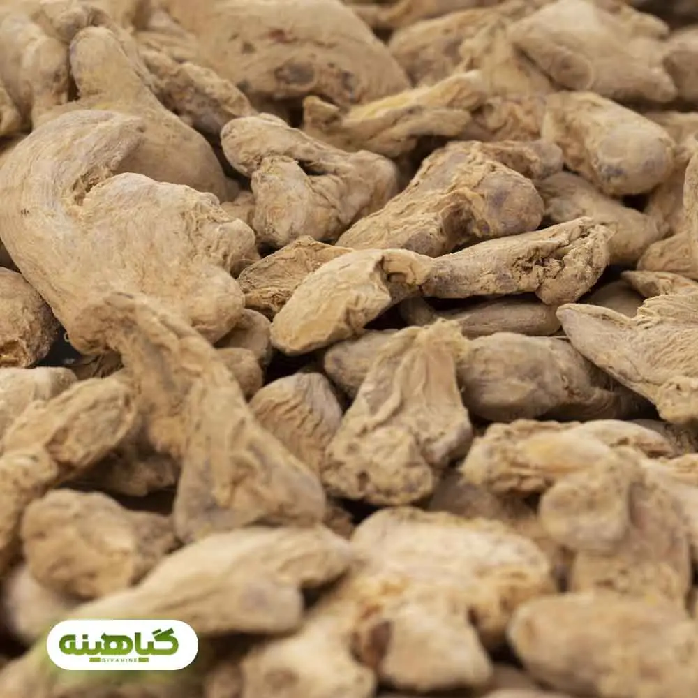 خرید زنجبیل قلم چینی