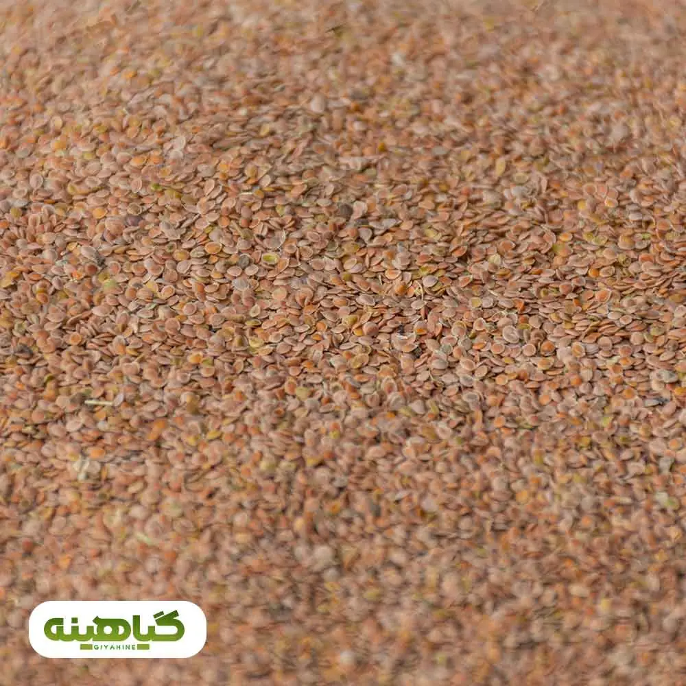 خرید قدومه شیرازی (قدامه)
