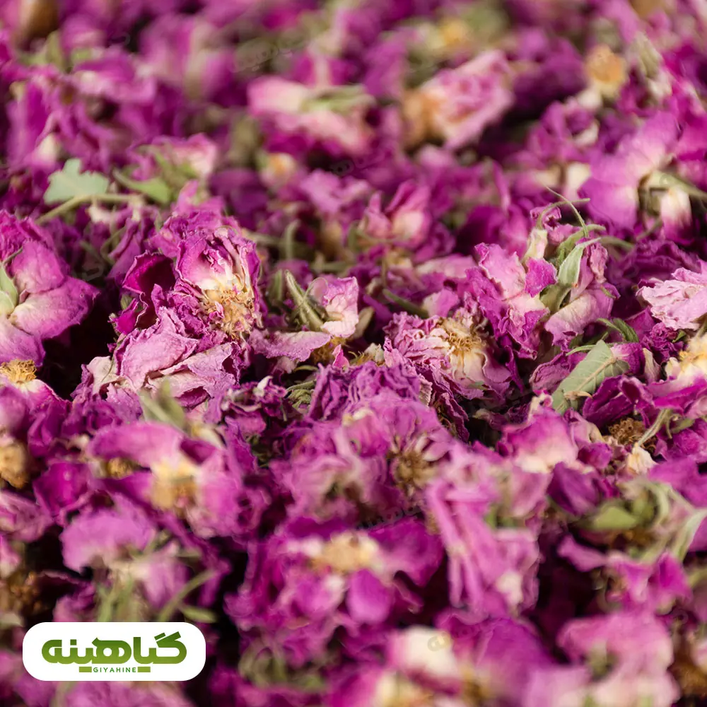 خرید گل محمدی باز شده