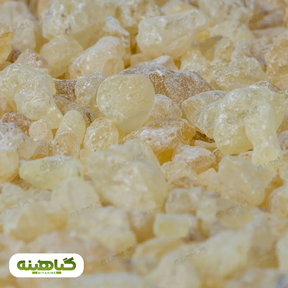 مصطکی اصلی