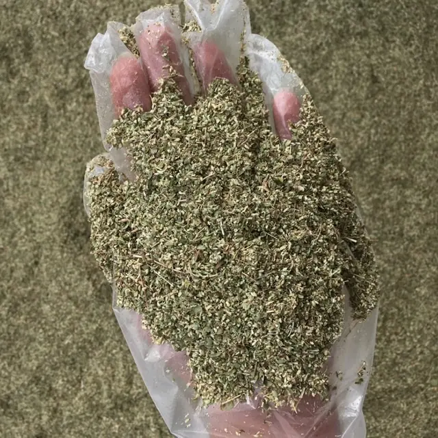 خرید گل آویشن شیرازی