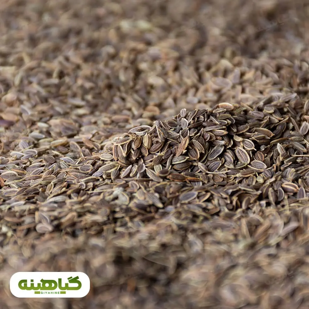 خرید تخم شوید