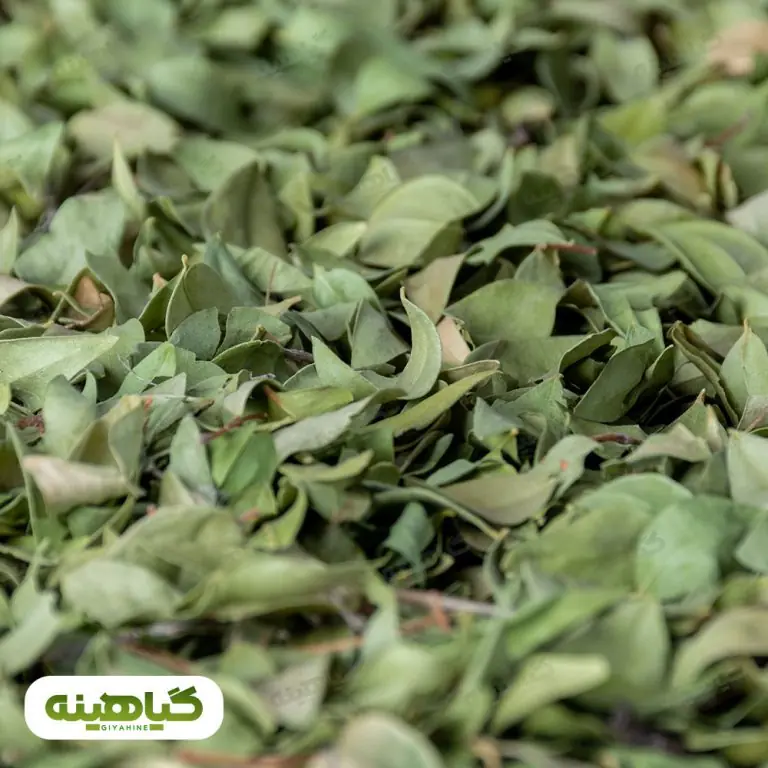 خرید برگ مورد خشک
