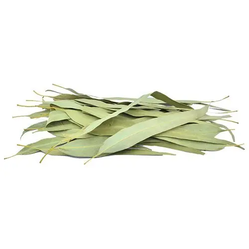 برگ اکالیپتوس خشک