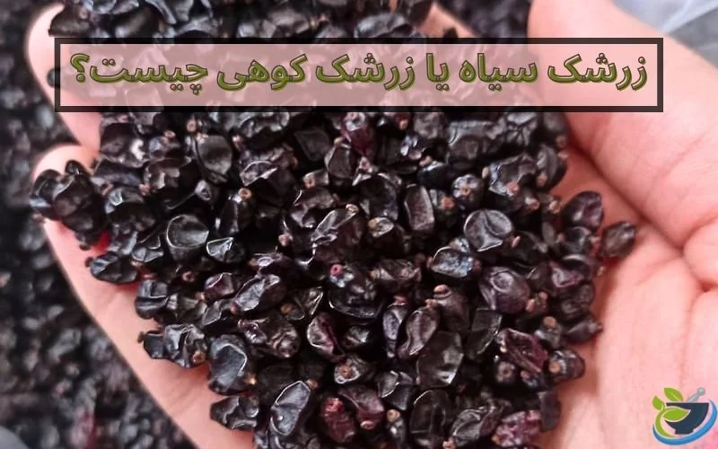 زرشک کوهی