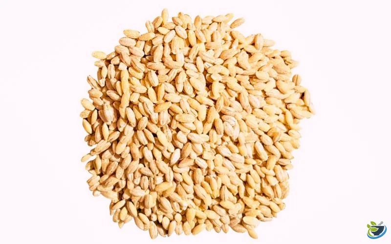 جو پوست کنده