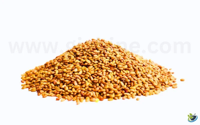 قیمت بذر یونجه