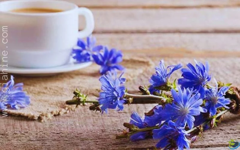 قیمت عرق کاسنی