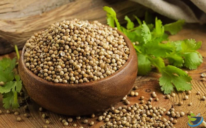قیمت امروز گشنیز نهاوند