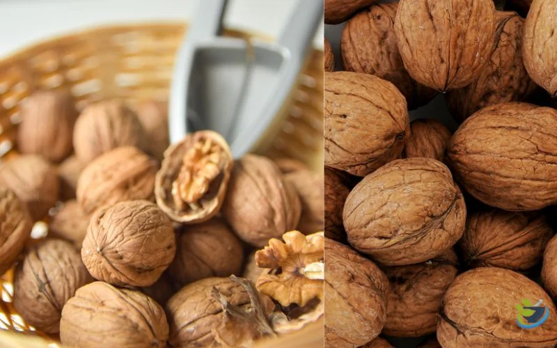 خرید گردو با پوست خارجی