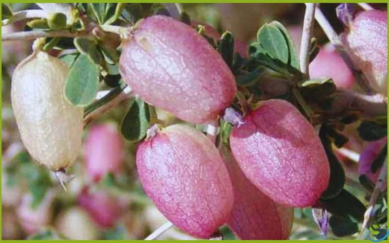 قیمت هر کیلو انزروت