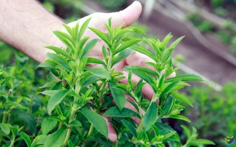 خرید برگ استویا
