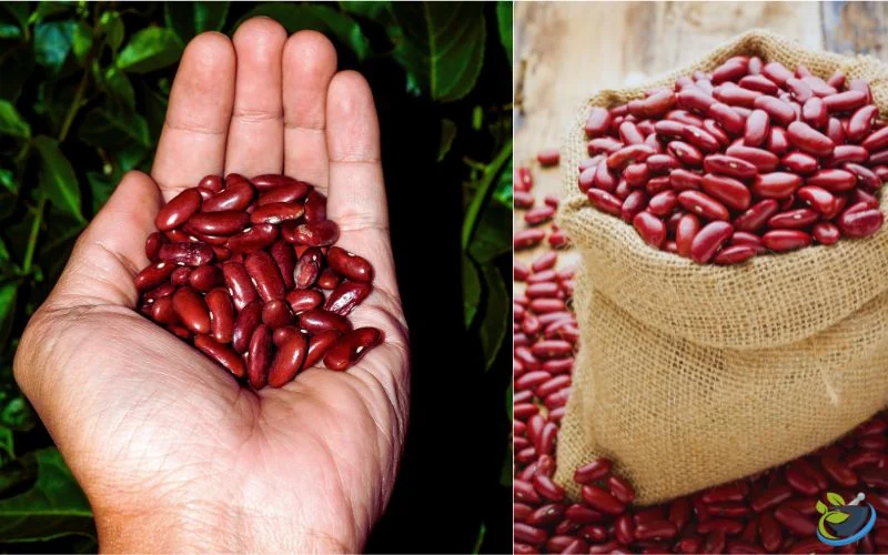 خرید لوبیا قرمز