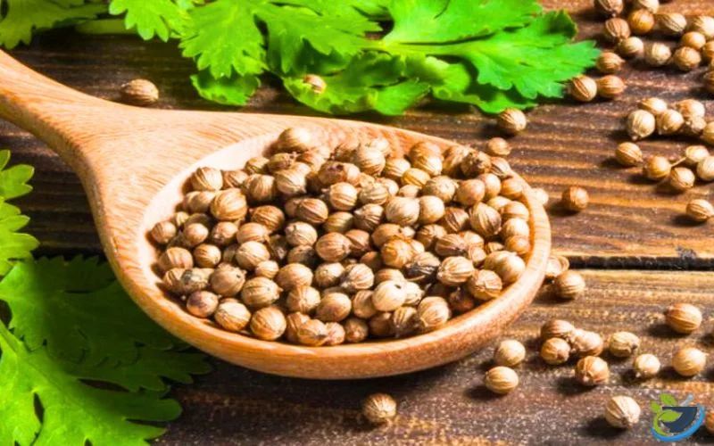قیمت تخم گشنیز