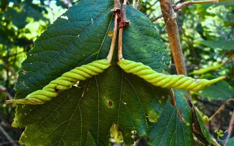 گیاه بهمن پیچ