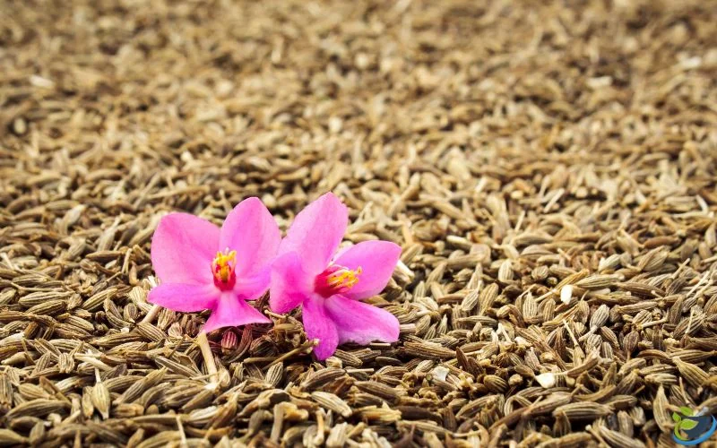 قیمت زیره سبز