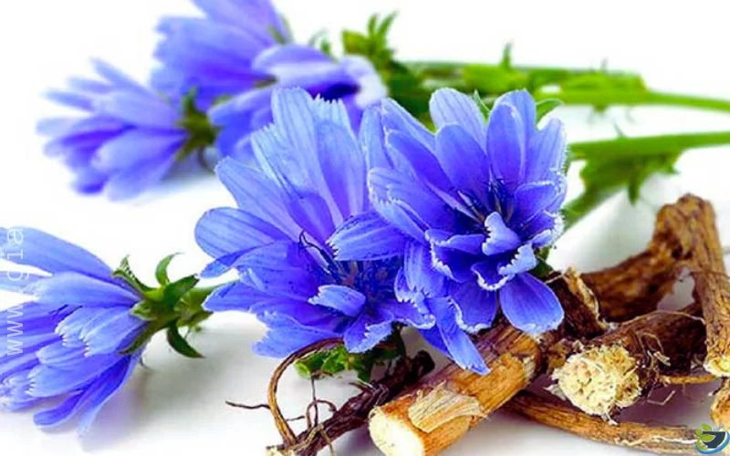 عرق کاسنی یک لیتری