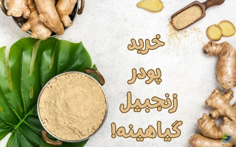 قیمت زنجبیل کیلویی