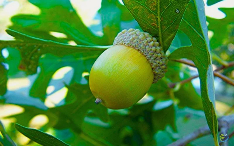 قیمت مازو