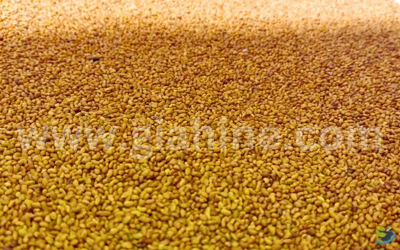 طریقه مصرف تخم یونجه